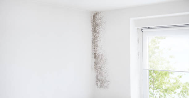 Best Attic Mold Removal  in Ledbetter, KY